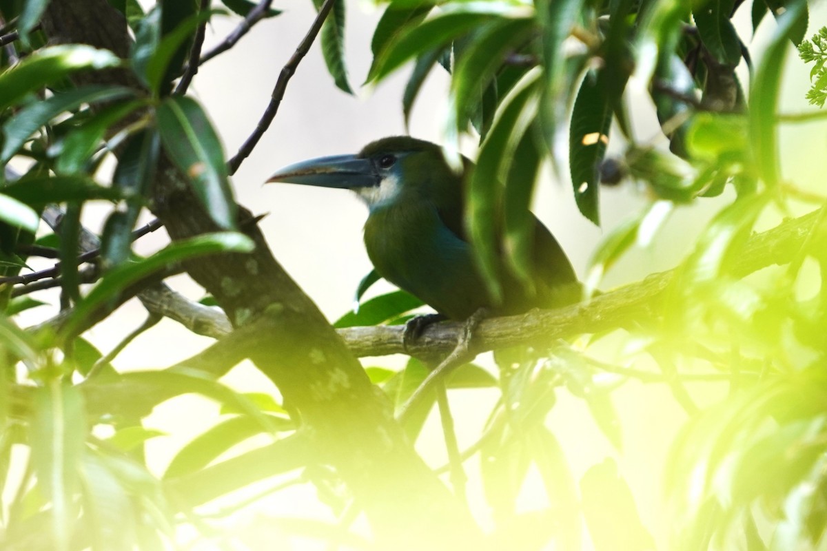 Blue-banded Toucanet - ML622950799