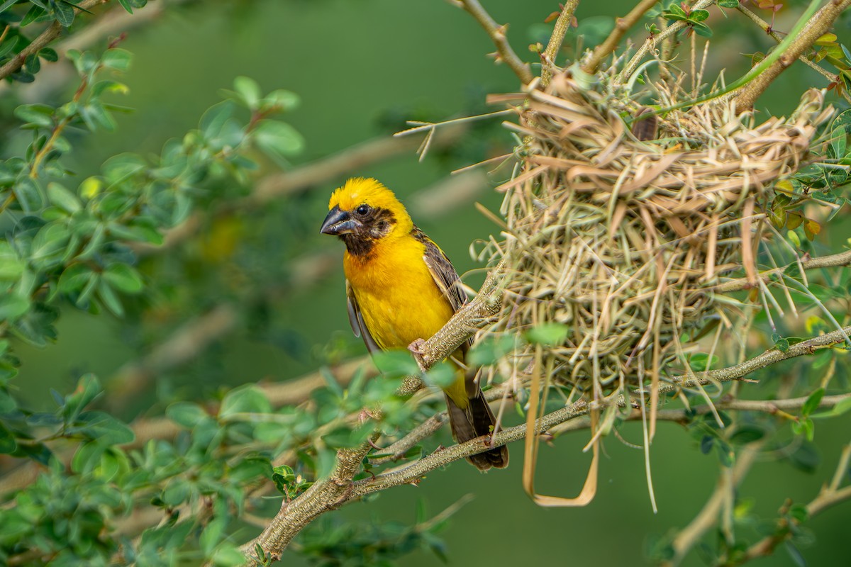 Asian Golden Weaver - ML622950809