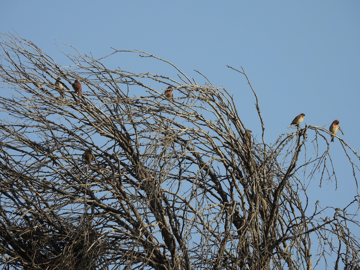 Common Rosefinch - ML622950816