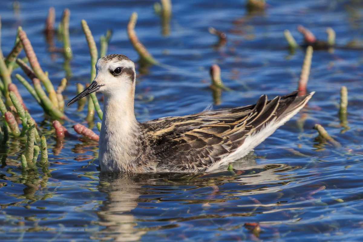 Red-necked Phalarope - ML622950821