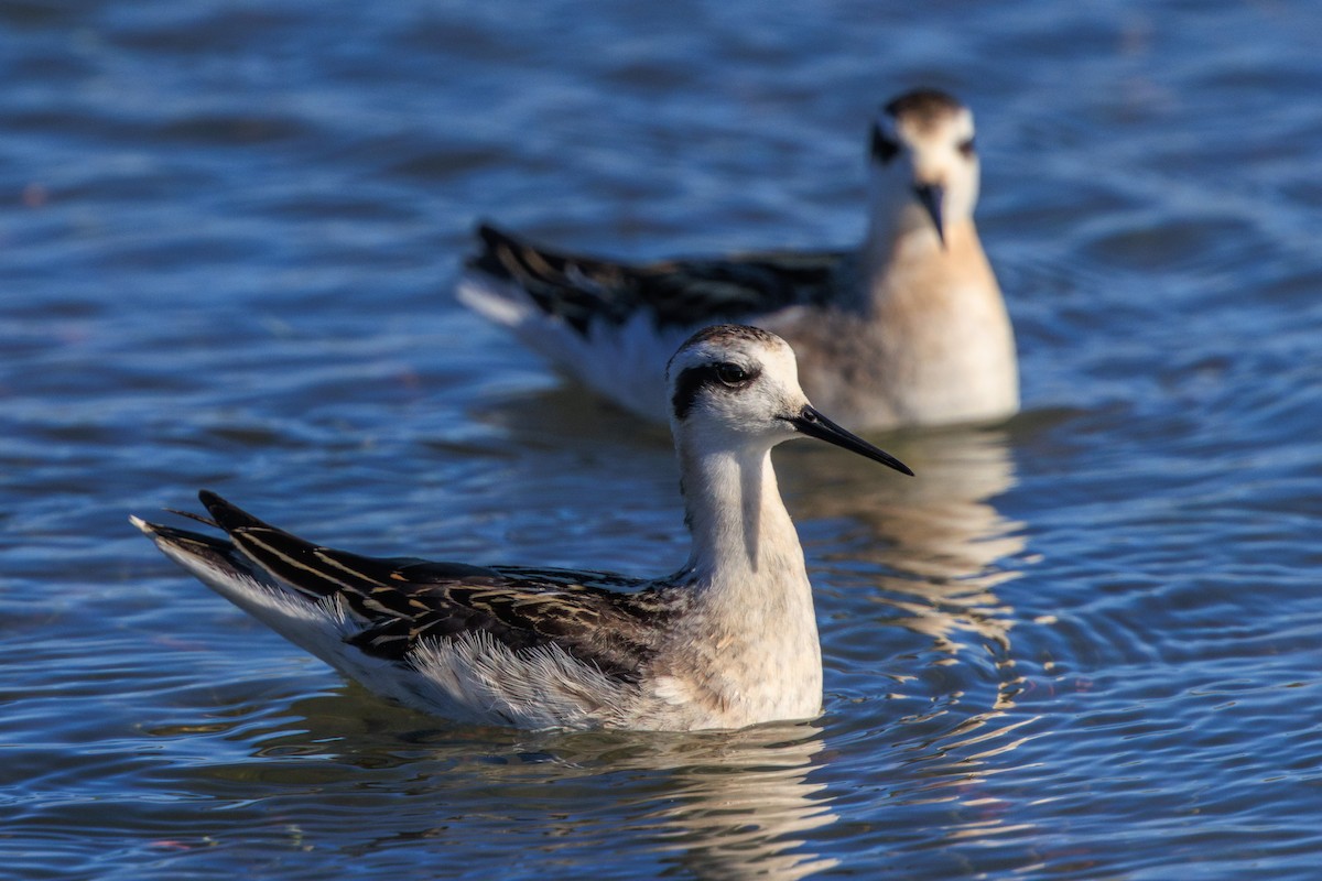 svømmesnipe - ML622950822