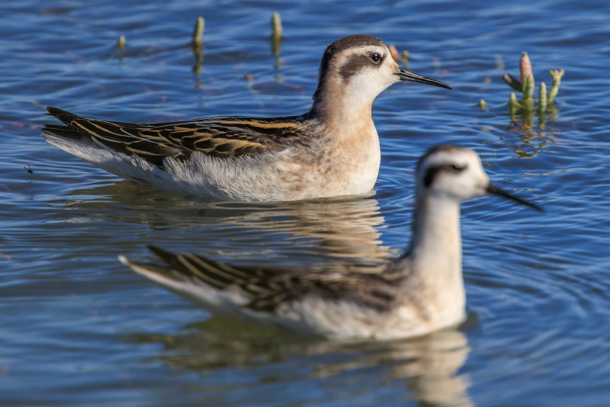 Red-necked Phalarope - ML622950823