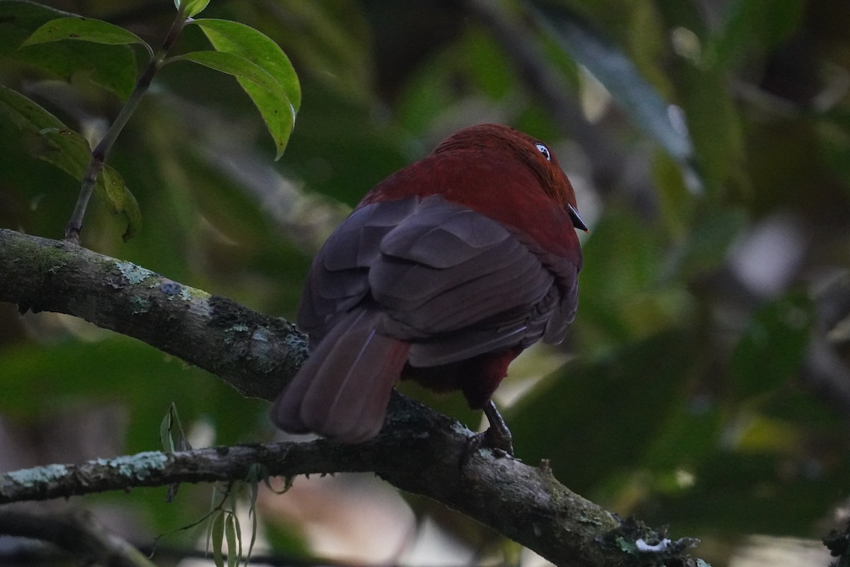 Andean Cock-of-the-rock - ML622950829