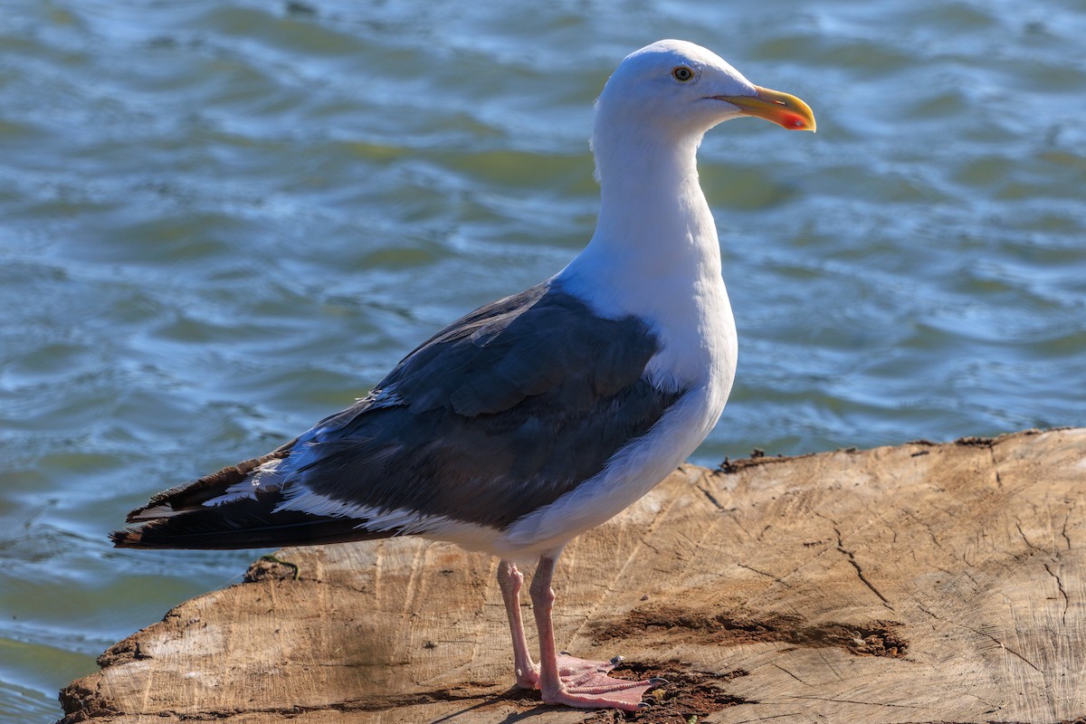 Western Gull - ML622950832