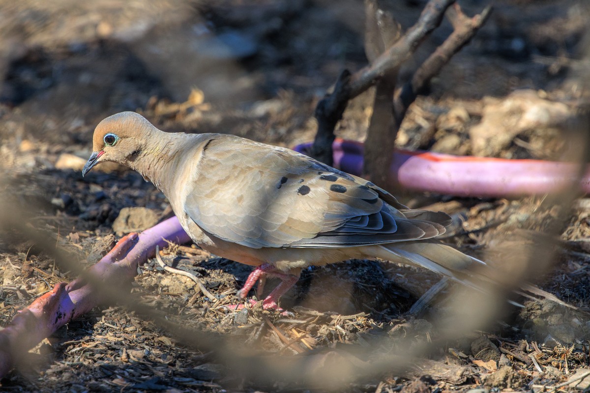 Mourning Dove - ML622950837