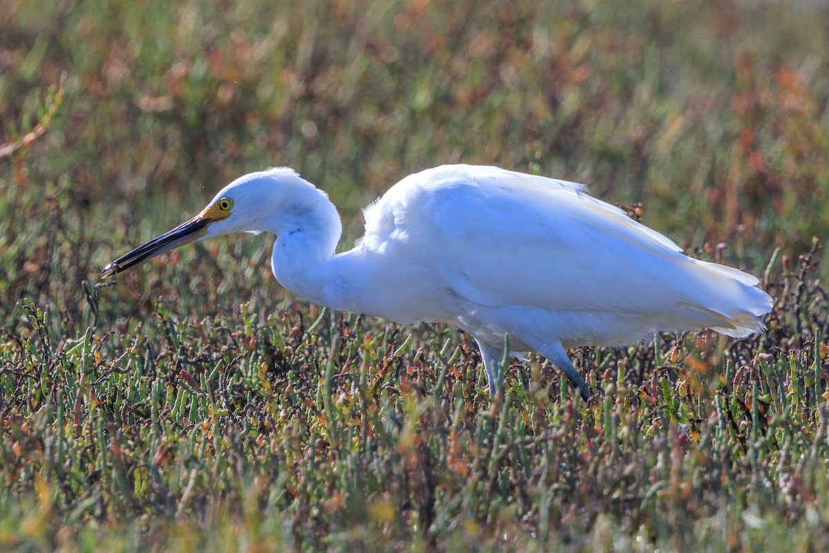 Snowy Egret - ML622950839