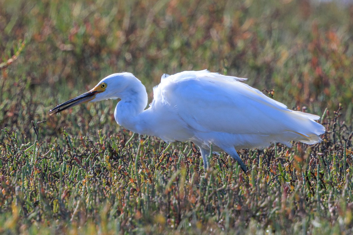 Snowy Egret - ML622950840