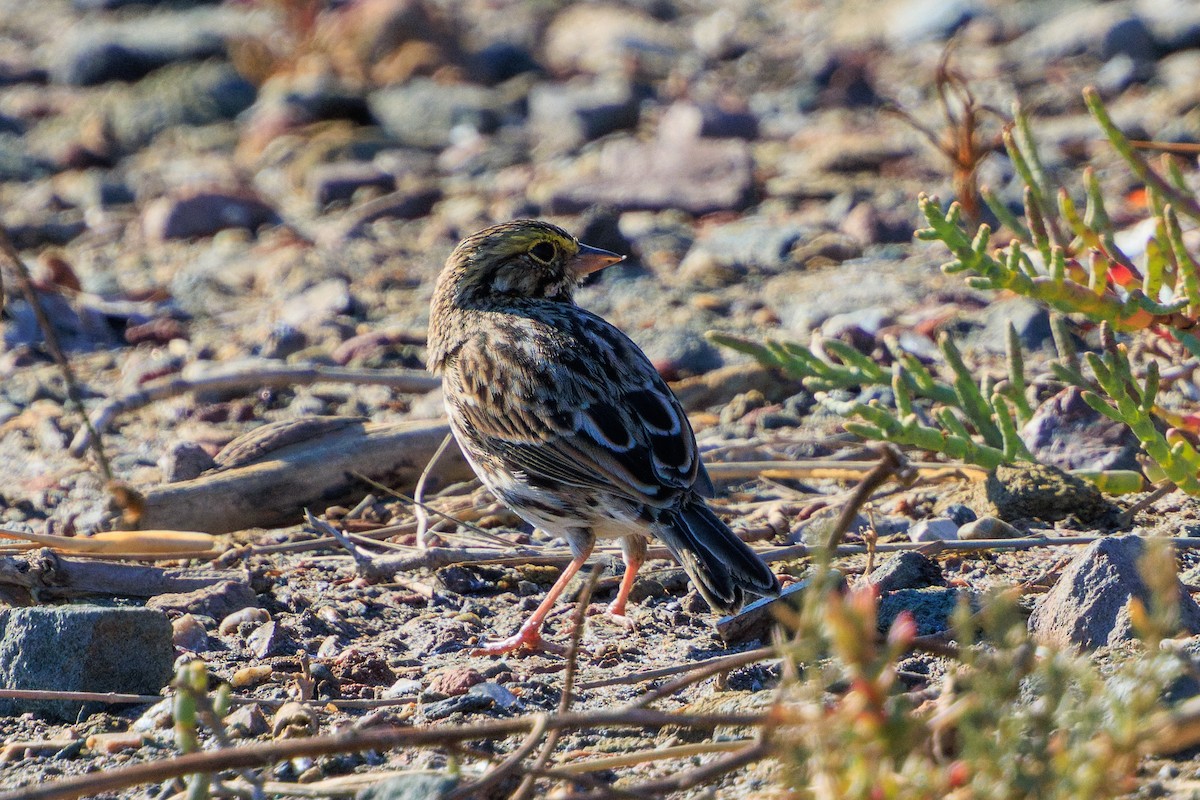 Savannah Sparrow - ML622950842