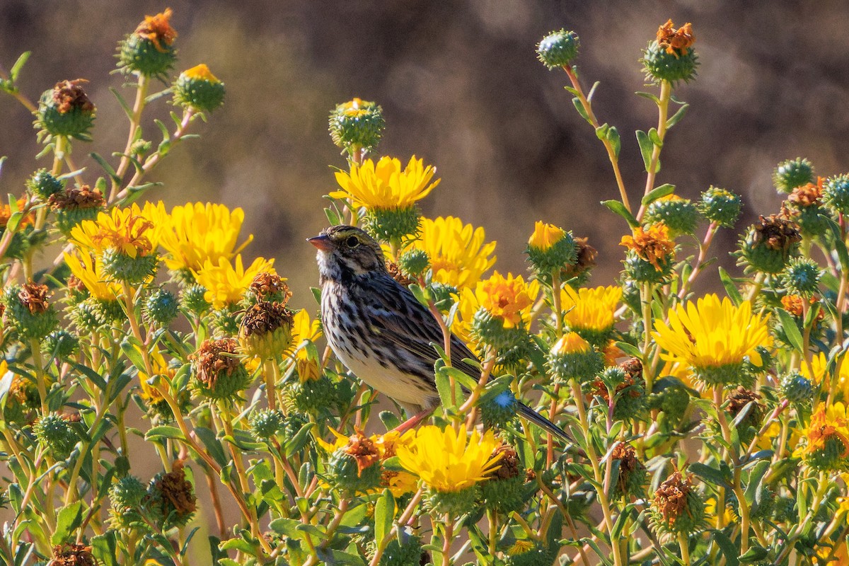 Savannah Sparrow - ML622950843