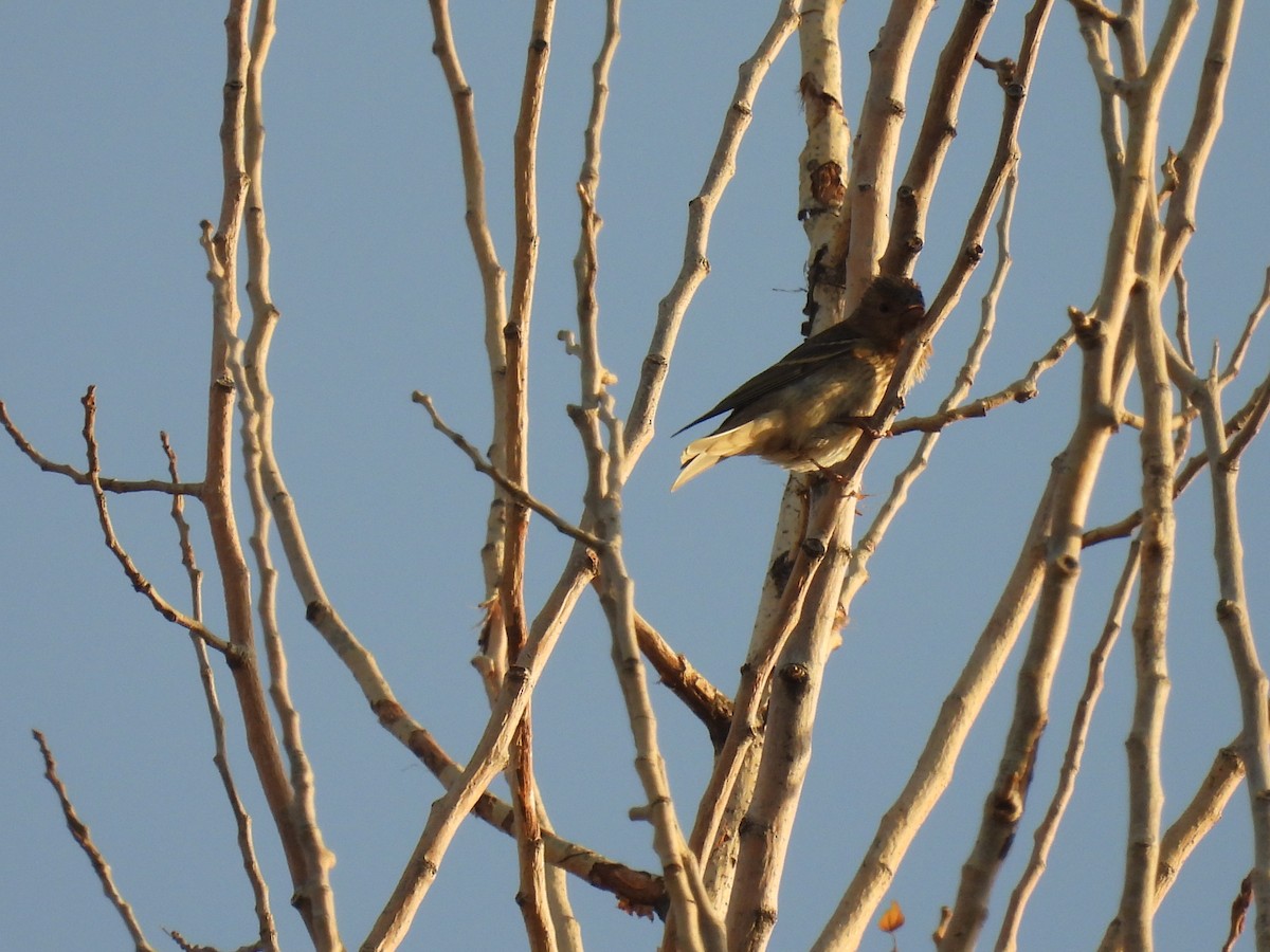 Common Rosefinch - ML622950848