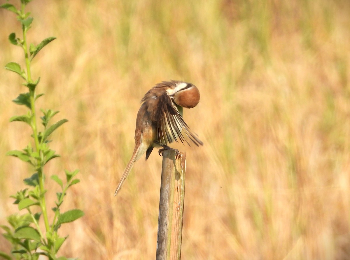 Brown Shrike (Brown) - ML622950859