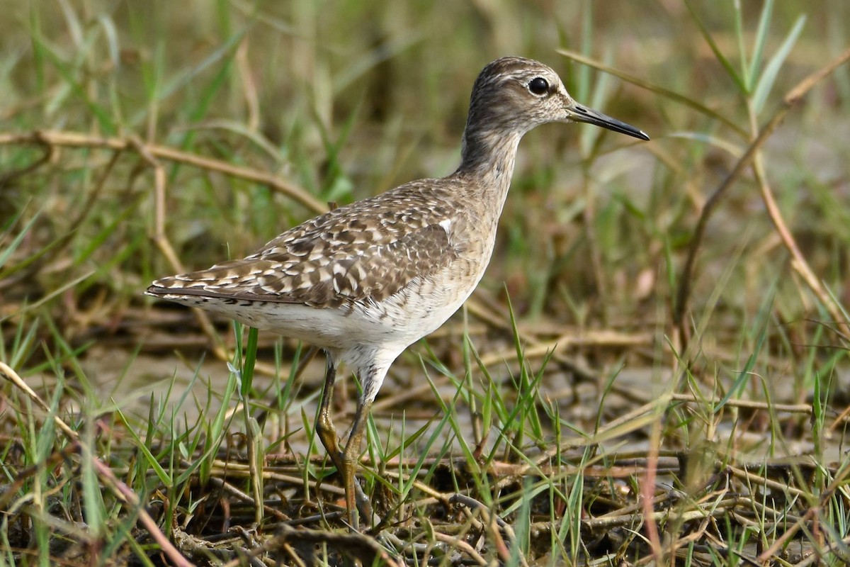 Wood Sandpiper - ML622950875