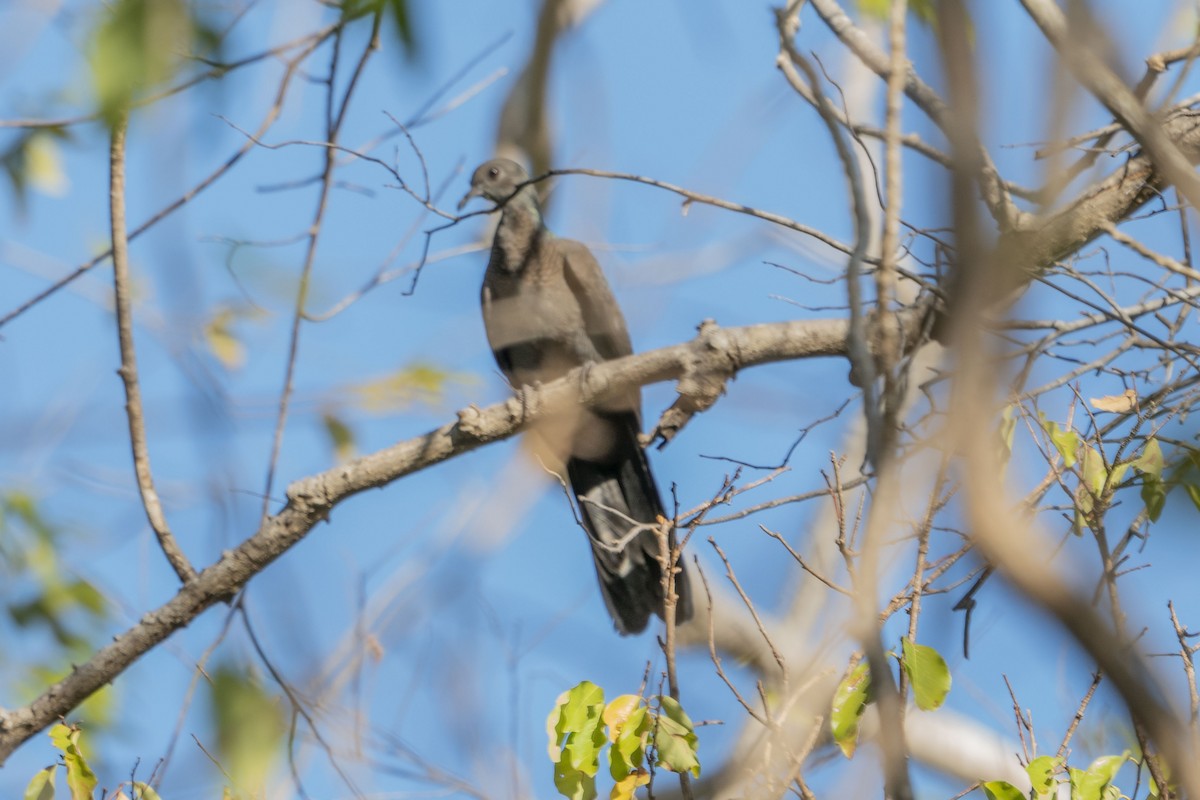 Slaty Cuckoo-Dove - ML622950877