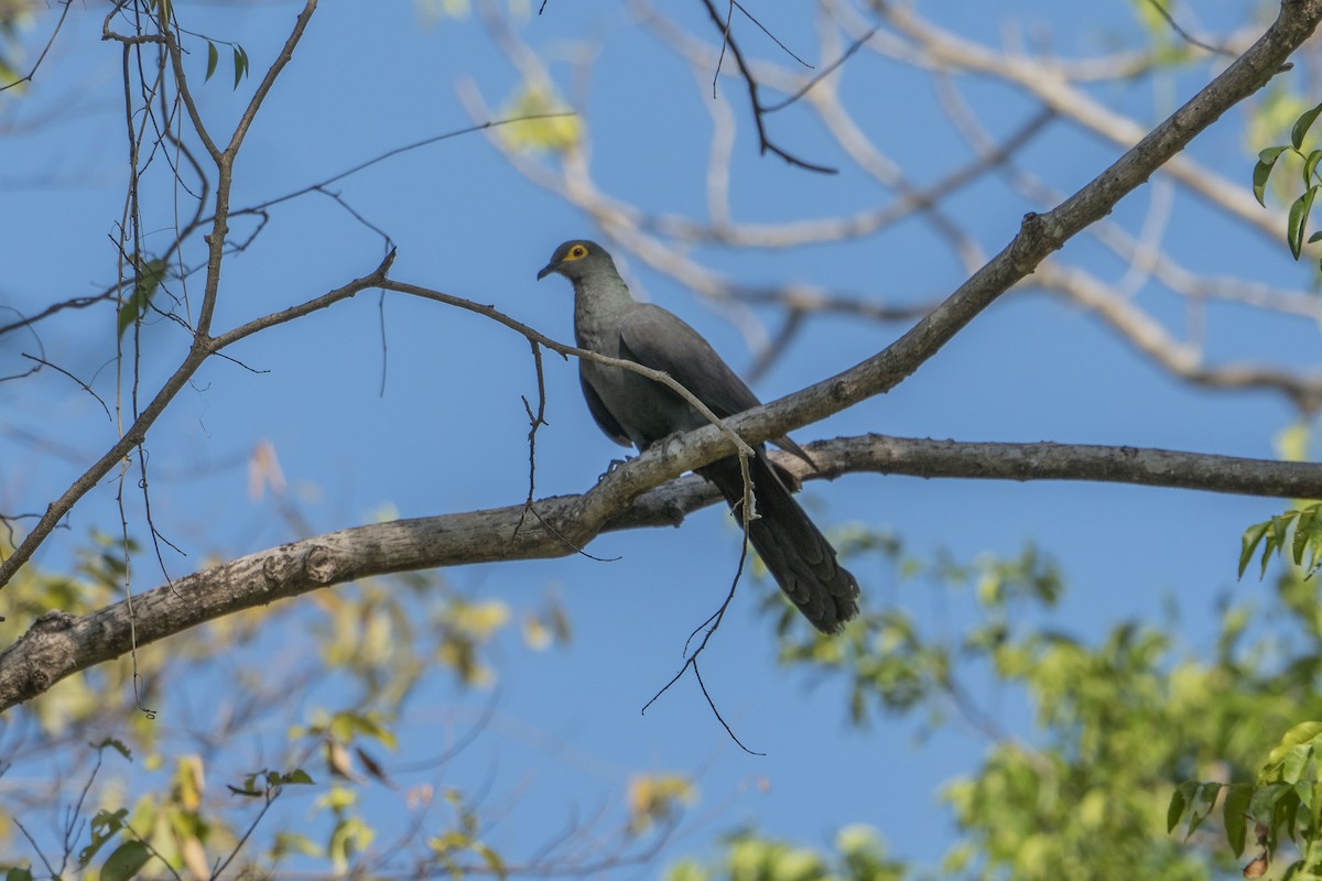 Slaty Cuckoo-Dove - ML622950878