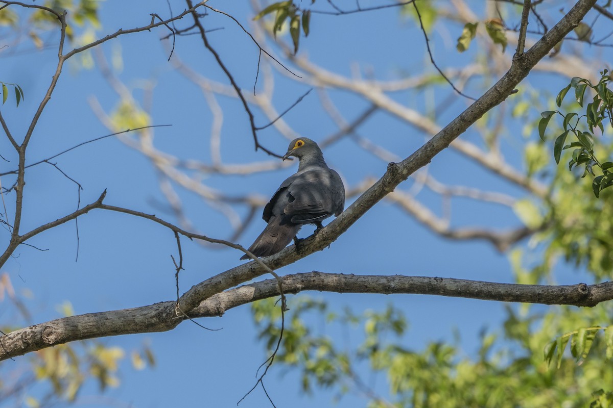 Slaty Cuckoo-Dove - Jafet Potenzo Lopes