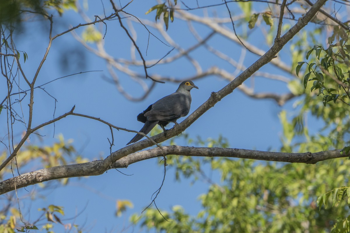 Slaty Cuckoo-Dove - ML622950880