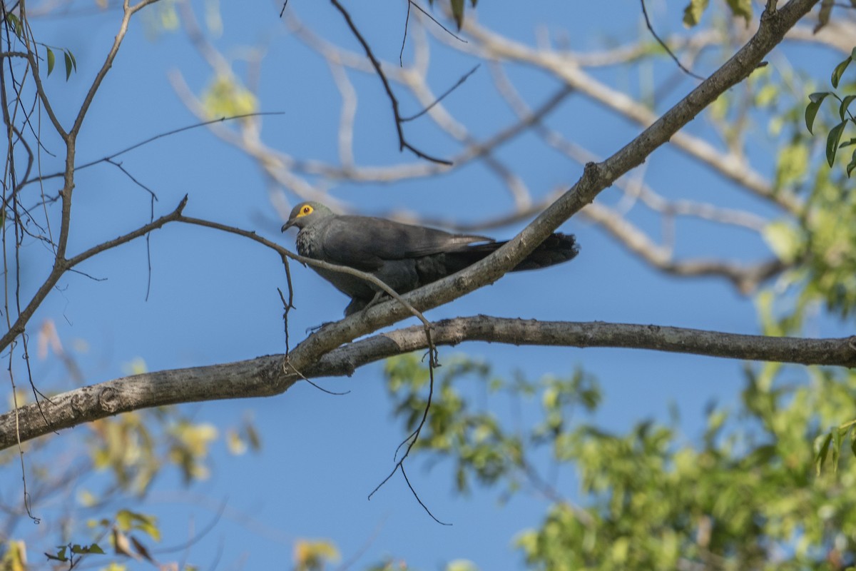 Slaty Cuckoo-Dove - ML622950881