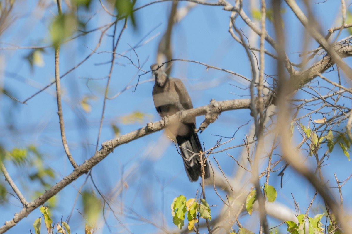 Slaty Cuckoo-Dove - ML622950882