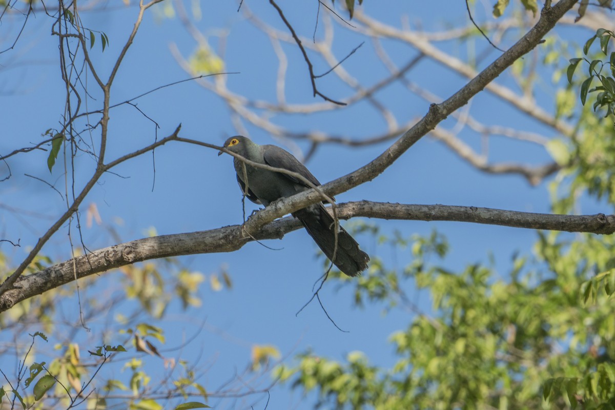 Slaty Cuckoo-Dove - ML622950883