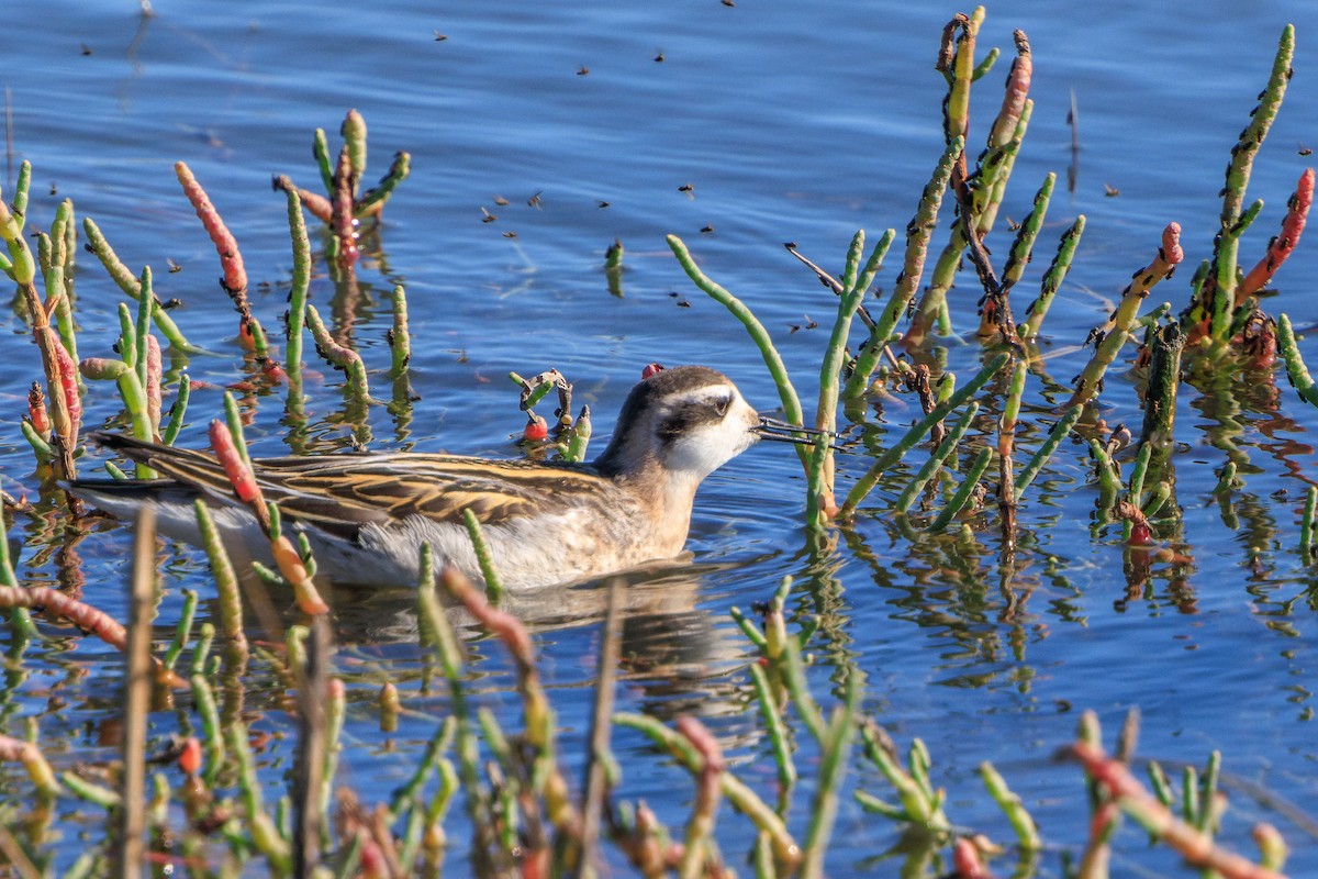 svømmesnipe - ML622950899