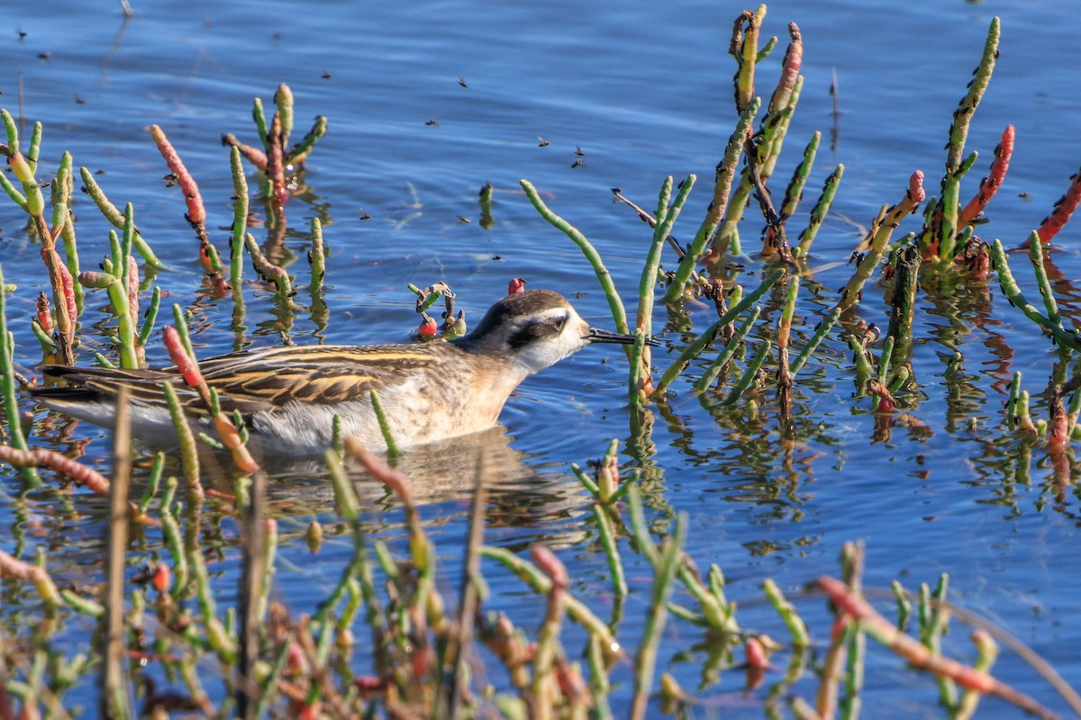 Red-necked Phalarope - ML622950900