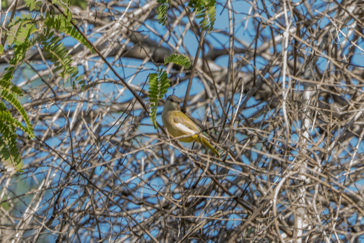 Fawn-breasted Whistler - ML622950928