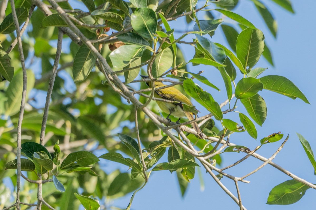 Fawn-breasted Whistler - ML622950929