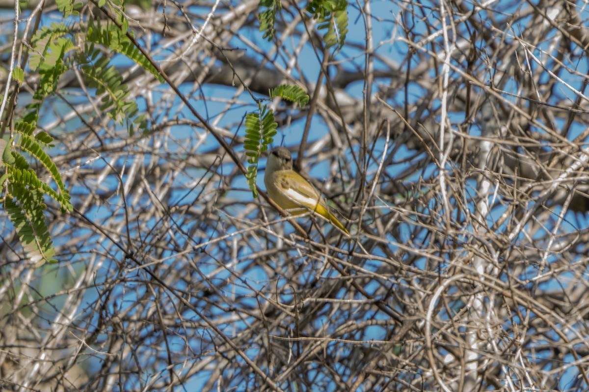 Fawn-breasted Whistler - Jafet Potenzo Lopes