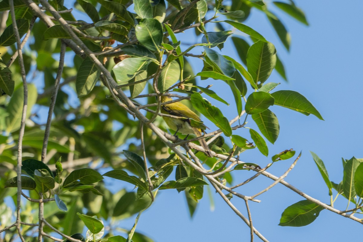 Fawn-breasted Whistler - ML622950931