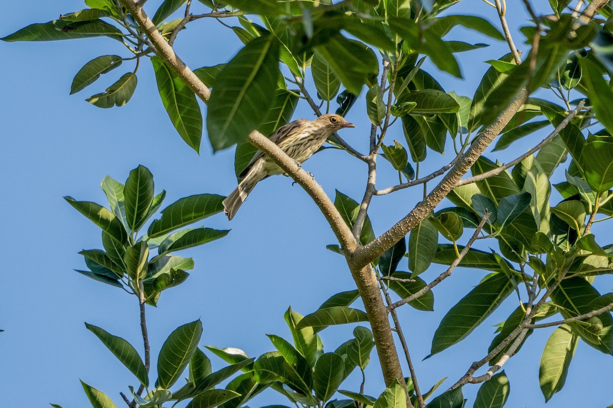 Green Figbird - Jafet Potenzo Lopes