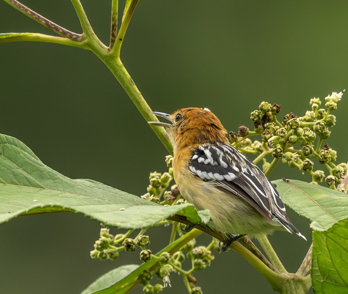 Pacific Antwren - ML622950961