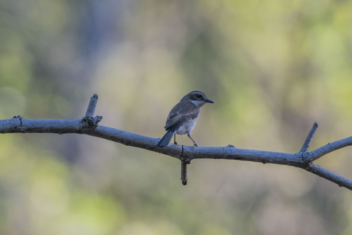 Pied Bushchat - ML622950964