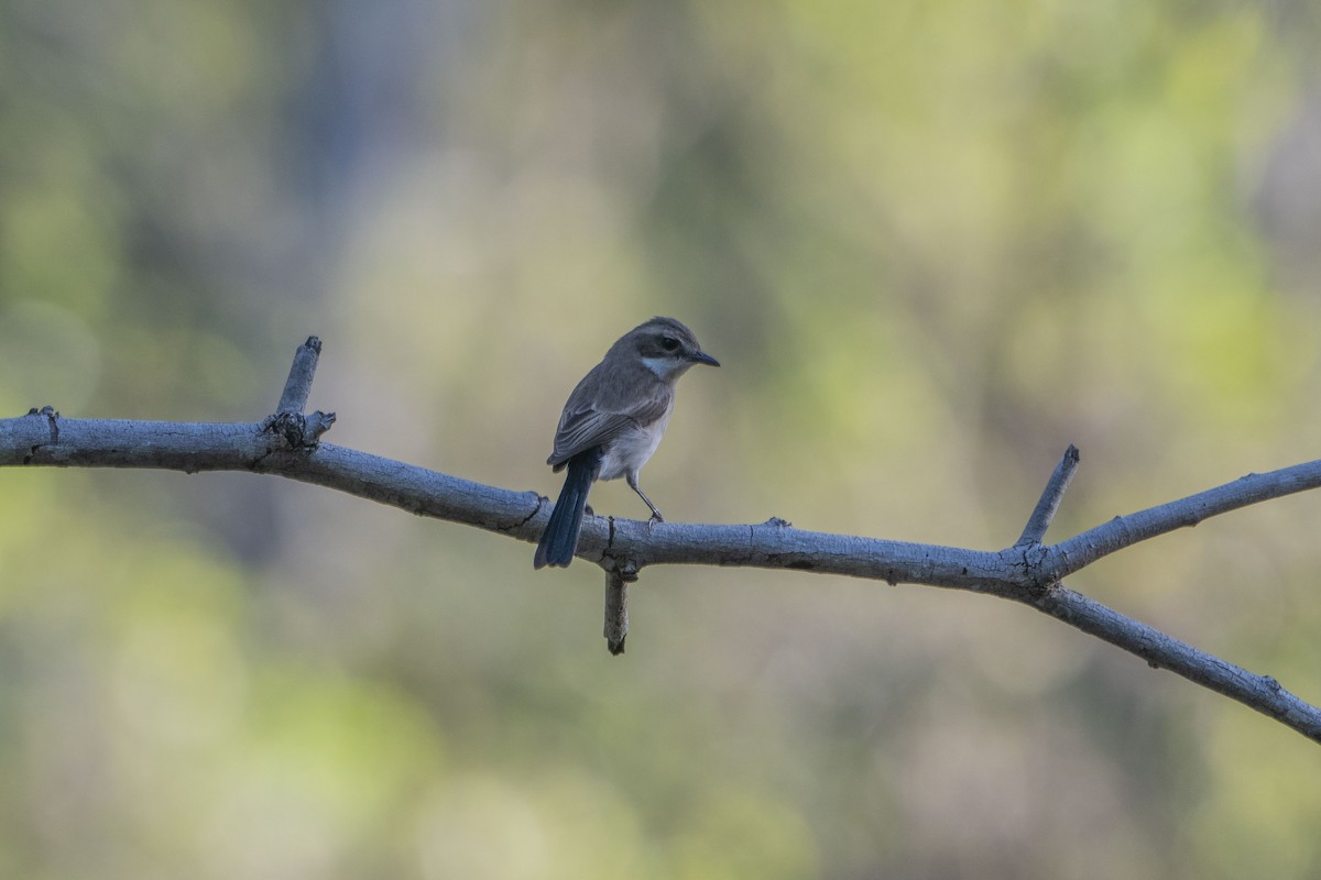 Pied Bushchat - ML622950965