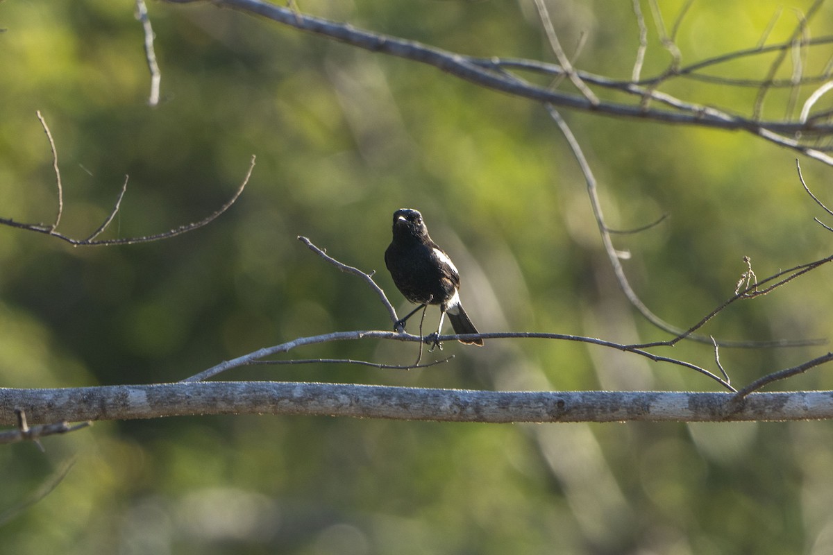 Pied Bushchat - ML622950966