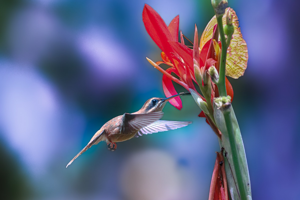 Stripe-throated Hermit - Deyner Carreto