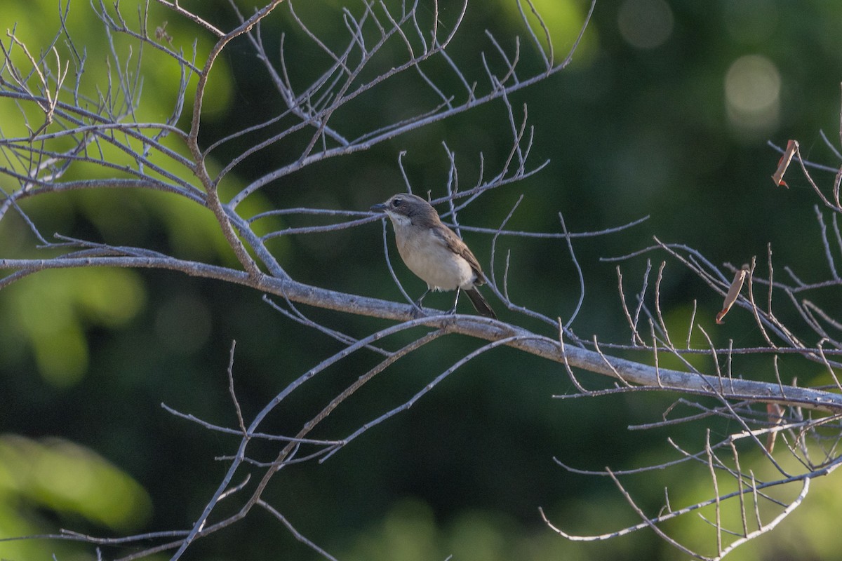 Pied Bushchat - ML622950968