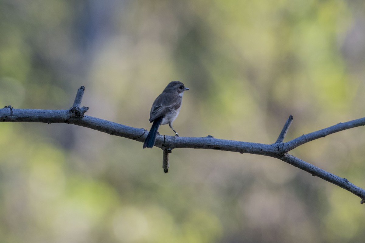 Pied Bushchat - ML622950969