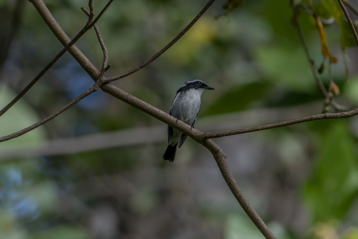 Little Pied Flycatcher - ML622950971