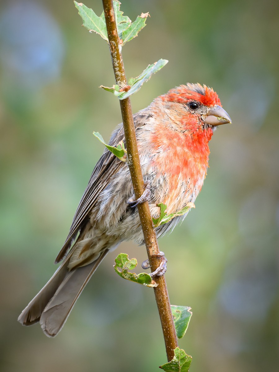 House Finch - Mike Cameron