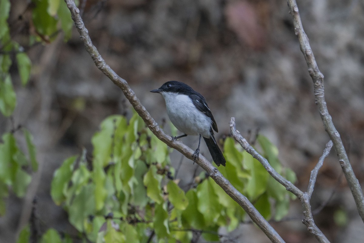 Timor Bushchat - ML622951003