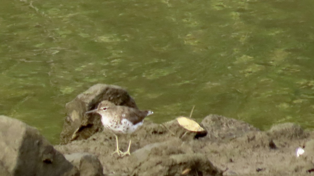 Spotted Sandpiper - Petra Clayton