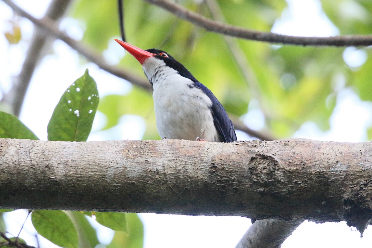 White-rumped Kingfisher - Mark Stanley