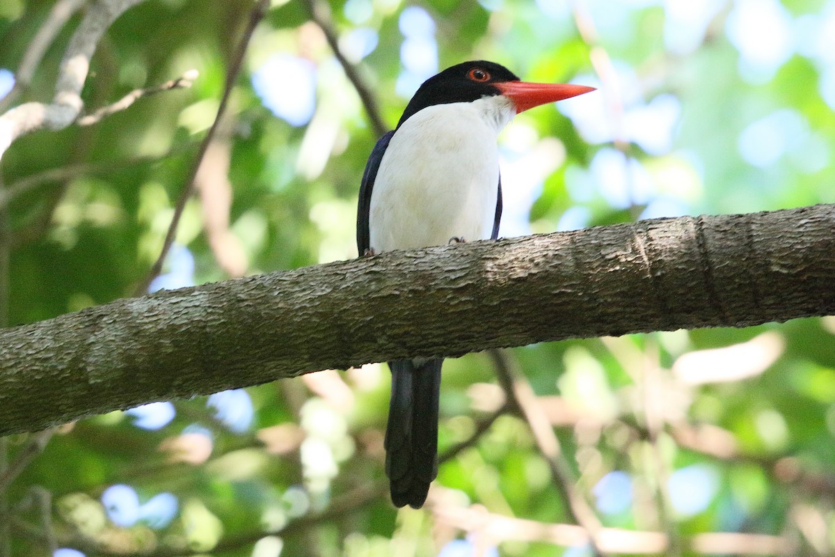 White-rumped Kingfisher - ML622951022