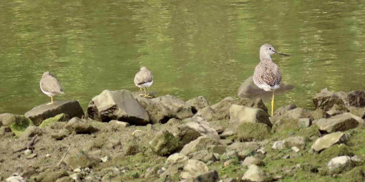 Greater Yellowlegs - Petra Clayton