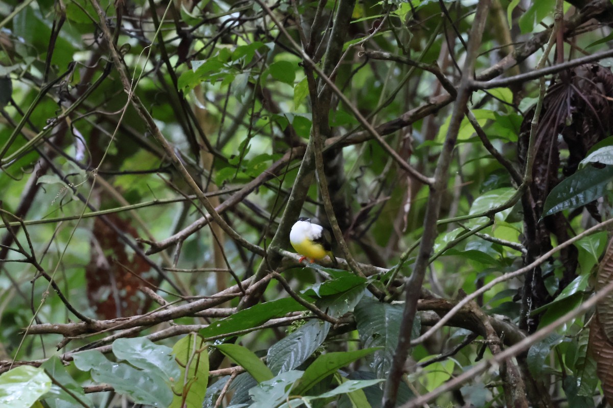 White-ruffed Manakin - ML622951197