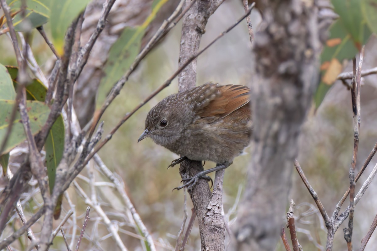 Western Bristlebird - ML622951228