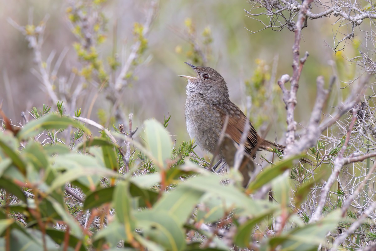 Western Bristlebird - ML622951229