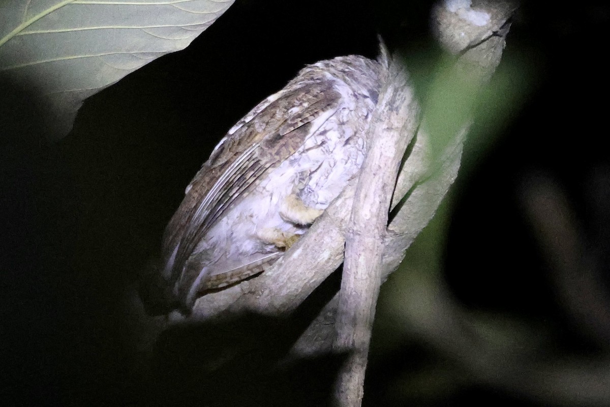Moluccan Scops-Owl (Moluccan) - ML622951230