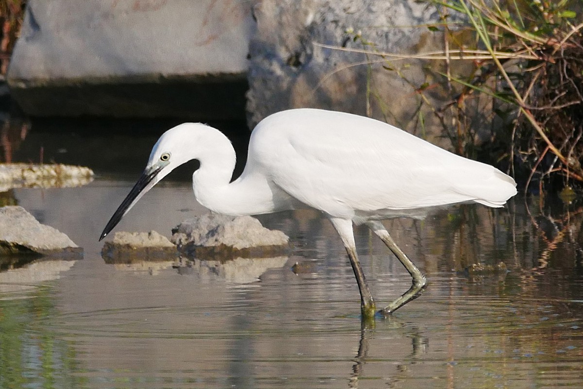 Little Egret - ML622951240