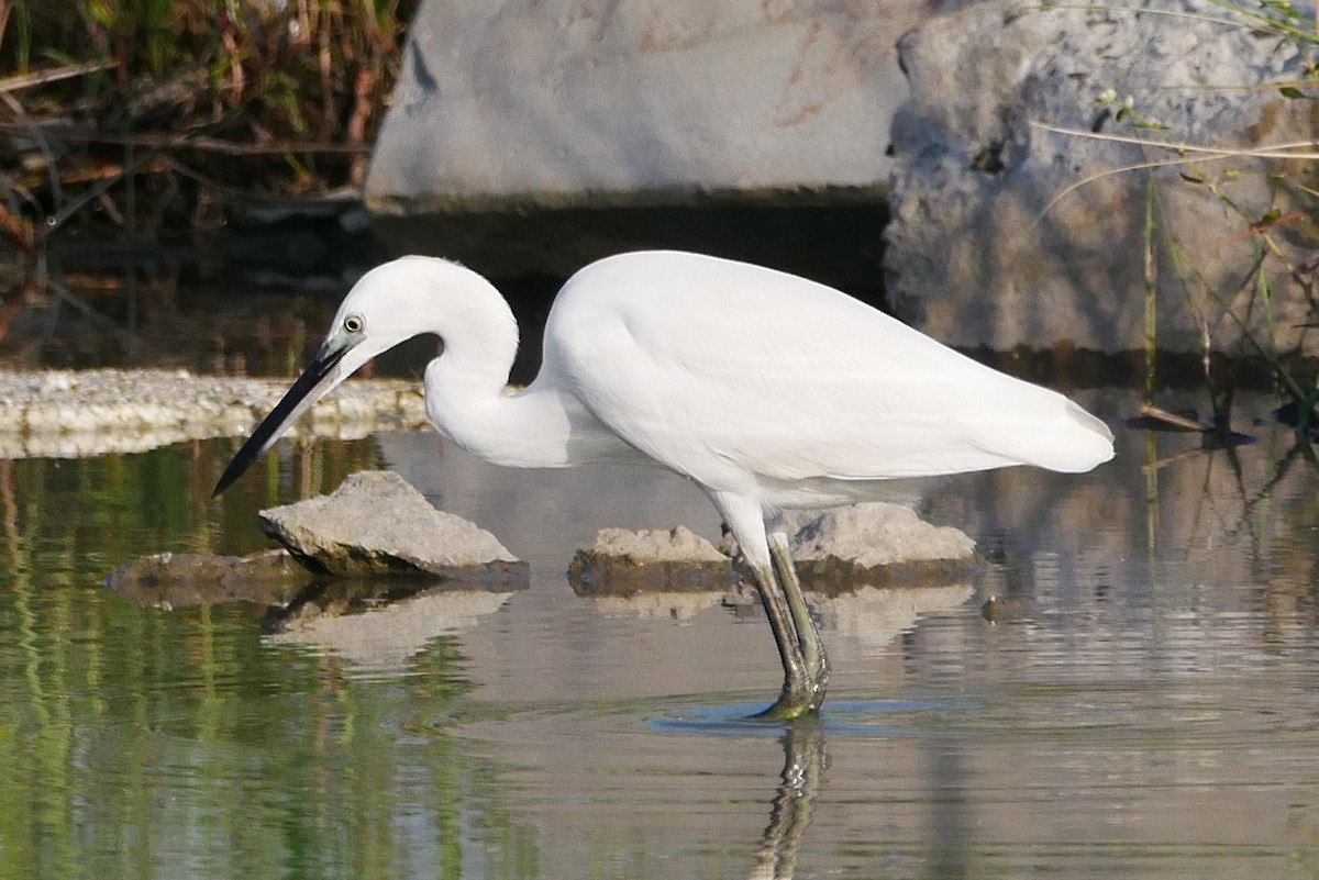 Little Egret - ML622951241